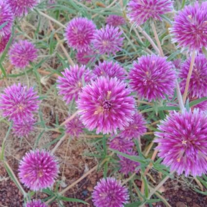 Another beautiful Pink from the Kimberley